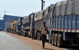 Côte d’Ivoire : la noix de cajou en crise