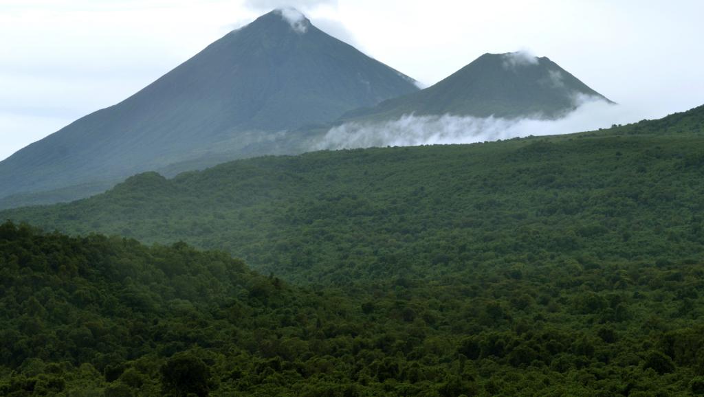 Trafic de bois rouge en RDC: des responsables locaux suspendus