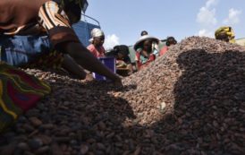 Côte d’Ivoire: le numéro 4 du secteur du cacao en liquidation judiciaire