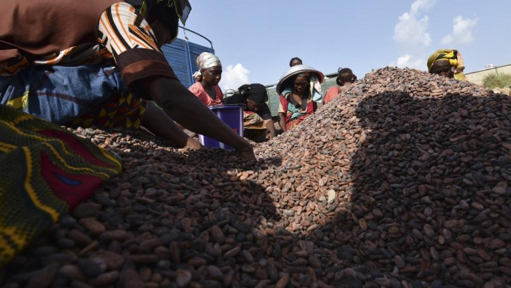 Côte d’Ivoire: le numéro 4 du secteur du cacao en liquidation judiciaire