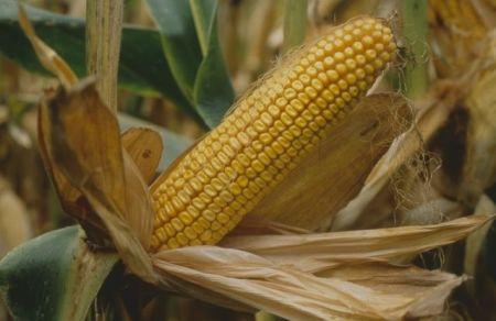 Nigéria: la production de maïs devrait se chiffrer à 10 millions de tonnes en 2017/2018