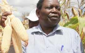 Zimbabwe : les stocks de maïs pourront approvisionner le marché intérieur pendant 7 mois