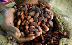 L’Icco table sur un surplus de 382 000 tonnes de cacao en 2016/2017