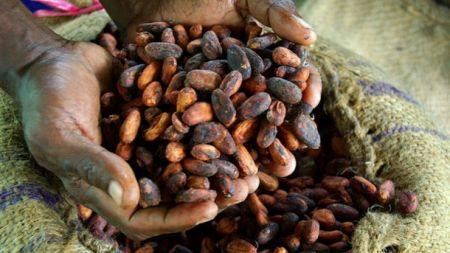 L’Icco table sur un surplus de 382 000 tonnes de cacao en 2016/2017