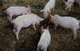 Afrique du Sud : une épidémie de peste porcine africaine se déclenche dans le Cap-Nord