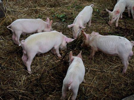 Afrique du Sud : une épidémie de peste porcine africaine se déclenche dans le Cap-Nord