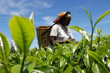 Kenya : la production de thé progresse de 19% sur les quatre premiers mois de 2018