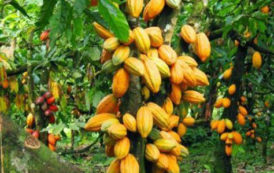 Cacao : l’Icco réduit drastiquement ses prévisions de surplus pour 2017/2018 à 10 000 tonnes