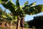 Fruits Maroc : l’Apefel veut faire du pouvoir public le bouclier de la filière tomates