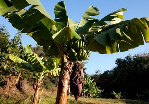 Fruits / Malawi: une nouvelle variété pour relancer la filière banane