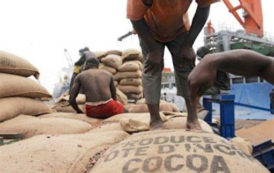 La Côte d’Ivoire pourrait perdre 400 000 tonnes de cacao en 2017/2018 en raison de la contrebande