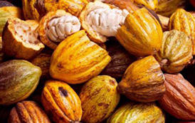 Côte d’Ivoire: récolte record de cacao en vue pour 2018/2019