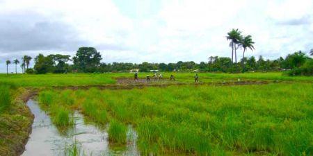 Sénégal : la production de riz a atteint un niveau record en 2016