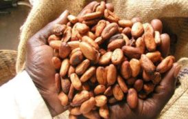 Côte d’Ivoire : le kg de cacao reviendra à 750 FCFA/kg durant la campagne intermédiaire 2018/2019