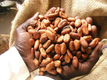 Côte d’Ivoire : le kg de cacao reviendra à 750 FCFA/kg durant la campagne intermédiaire 2018/2019