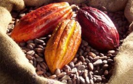 La Côte d’Ivoire a vendu par anticipation 940 000 tonnes de cacao de la saison 2017/2018