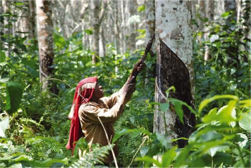 Hévéa : le chiffre d’affaires de Siat Gabon en baisse de 64% au premier trimestre 2018