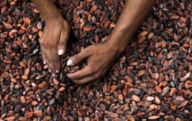 Les cours mondiaux du cacao ont gagné plus de 25% en 2018