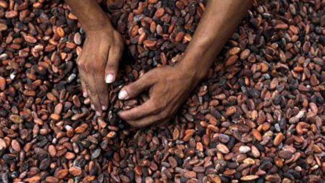 Les cours mondiaux du cacao ont gagné plus de 25% en 2018