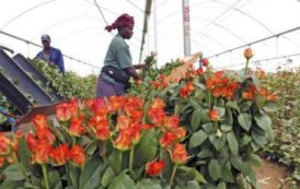 Kenya: les recettes des exportations horticoles ont augmenté de 12% en 2016, à 988,41 millions $