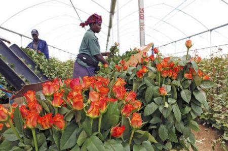 Kenya: les recettes des exportations horticoles ont augmenté de 12% en 2016, à 988,41 millions $