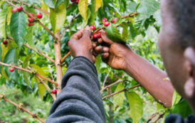 Rwanda : les exportations de café sont prévues pour atteindre 24 500 tonnes en 2018