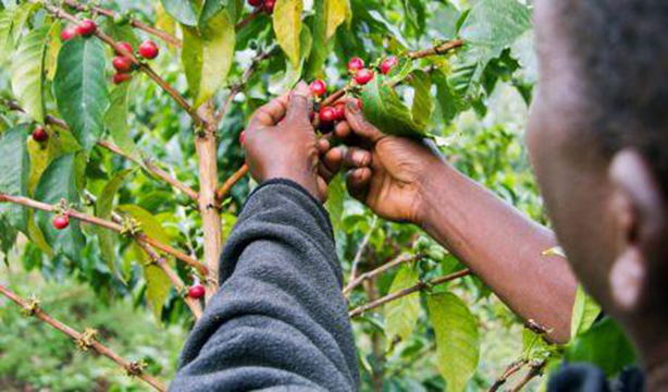 Rwanda : les exportations de café sont prévues pour atteindre 24 500 tonnes en 2018