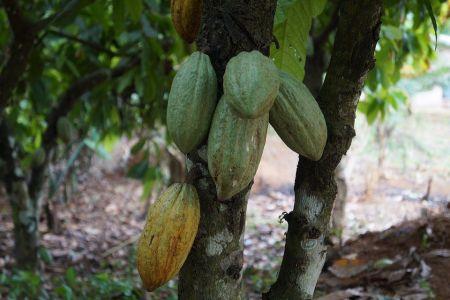 Côte d’Ivoire : l’exécutif veut éradiquer la production cacaoyère dans les aires protégées, d’ici 5 ans