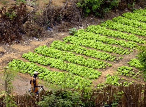 Burkina Faso: Utilisation abusive des pesticides dans la production maraîchère