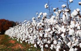 La production mondiale de coton devrait s’établir à 25,4 millions de tonnes en 2017/2018