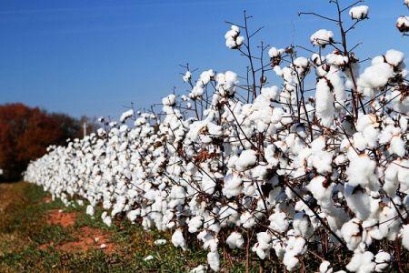 La production mondiale de coton devrait s’établir à 25,4 millions de tonnes en 2017/2018