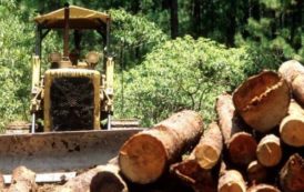 Le processus de renouvellement des concessions forestières au Cameroun fait craindre des perturbations sur le marché du bois