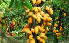 Côte d’Ivoire : l’exécutif s’attend à 500 000 tonnes de cacao durant la campagne intermédiaire 2017/2018