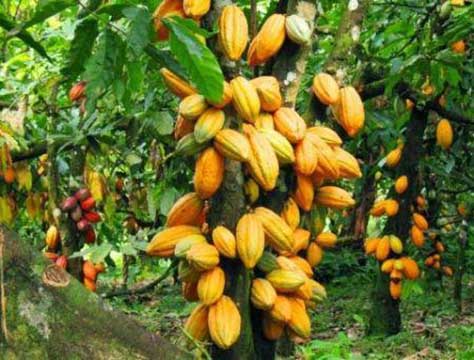 Côte d’Ivoire : l’exécutif s’attend à 500 000 tonnes de cacao durant la campagne intermédiaire 2017/2018