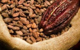 Ghana : vers un meilleur accès des broyeurs locaux aux fèves de cacao de première qualité ?