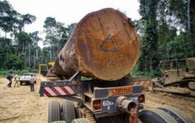 Les importations de bois sciés de l’UE chutent de 6% au premier trimestre 2018, plombées par la baisse des expéditions camerounaises