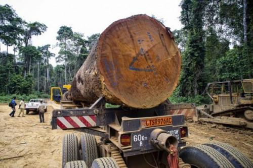 Les importations de bois sciés de l’UE chutent de 6% au premier trimestre 2018, plombées par la baisse des expéditions camerounaises