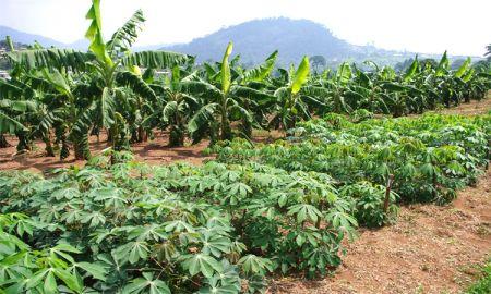 Les agriculteurs gabonais bénéficieront davantage de l’accès à la terre