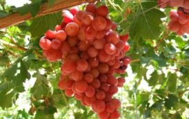 La Namibie espère tirer 76 millions $ de l’exportation de raisins de table en 2017