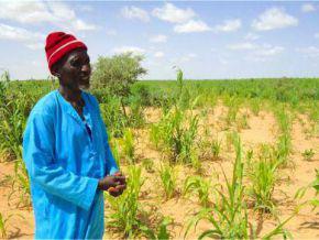 Niger launches an investment fund for farmers