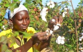 Sénégal : un produit d’assurance paramétrique de la filière Coton, conçu par FINACTU, la CNASS et la BOAD