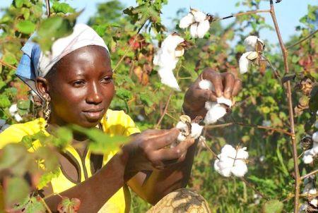 Sénégal : un produit d’assurance paramétrique de la filière Coton, conçu par FINACTU, la CNASS et la BOAD