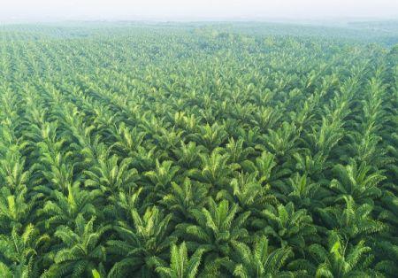 En 2019, la demande mondiale d’huile de palme pourrait ralentir pour la première fois depuis 20 ans