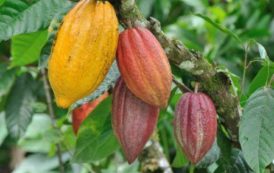 La Côte d’Ivoire et le Ghana font un pas supplémentaire pour lutter contre la déforestation liée au cacao