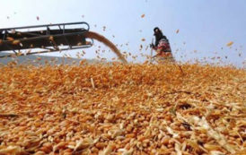 Maroc : la production agricole en hausse de 12,9 % durant le premier trimestre de 2017