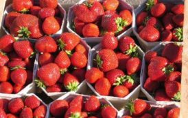 L’Arabie saoudite ouvre son marché aux exportations égyptiennes de fraises et de piments