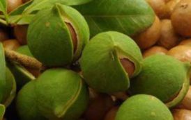 Kenya : les exportations de noix de macadamia ont généré 50,5 millions $, en 2017