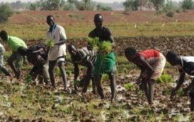 Burkina Faso : le gouvernement débloquera 16 milliards FCfa en faveur des producteurs en 2018/2019