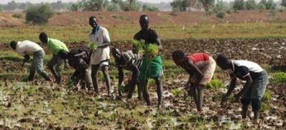 Burkina Faso : le gouvernement débloquera 16 milliards FCfa en faveur des producteurs en 2018/2019