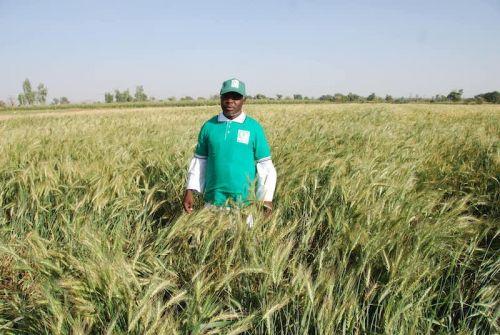 Malmené par l’or noir, le Nigéria renoue avec l’agriculture pour redresser son économie